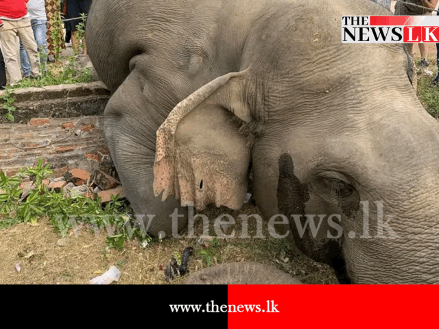 මාස 06ට අලි මරණ 225ක්