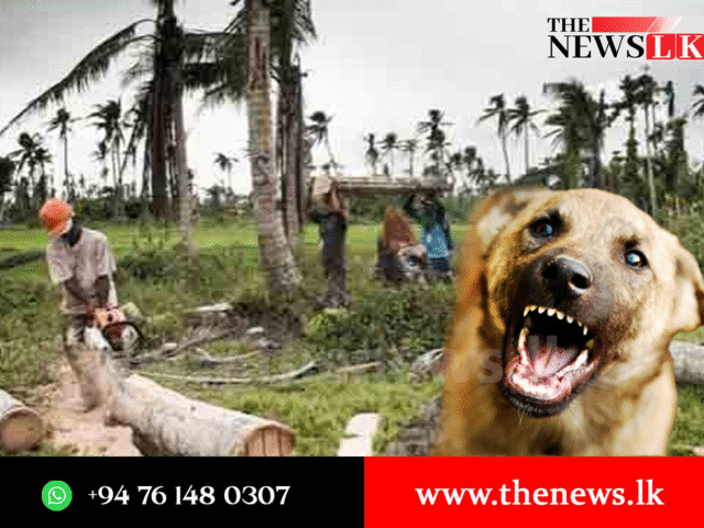 පොල් ගස් කපන  නිලධාරීහු  බල්ලන්ට බයේ  ආරක්ෂාව ඉල්ලති